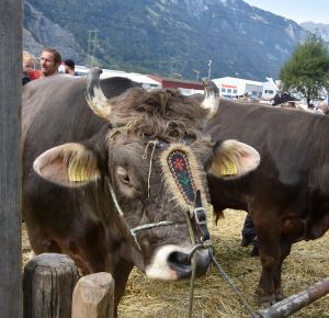 17Stier